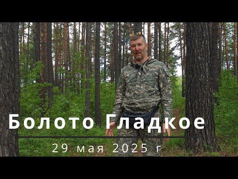 Видео: Шлюзовской лесоболотный комплекс, Болото Гладкое, 29 мая 2025 г.