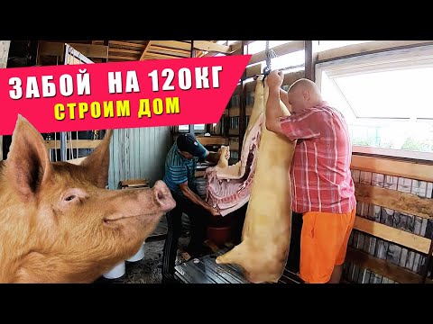 Видео: УЧАСТОК ИЗМЕНИЛСЯ НАВСЕГДА! ЗАБОЙ СВИНЬИ НА 120кг | Материал для курятника | Что со стройкой дома