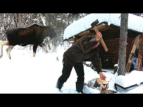 Видео: Живу в таёжной избе. Кругом лоси. Проверка путиков
