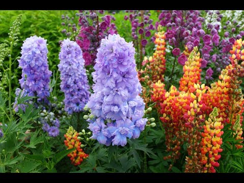 Видео: Принципы создания миксбордера