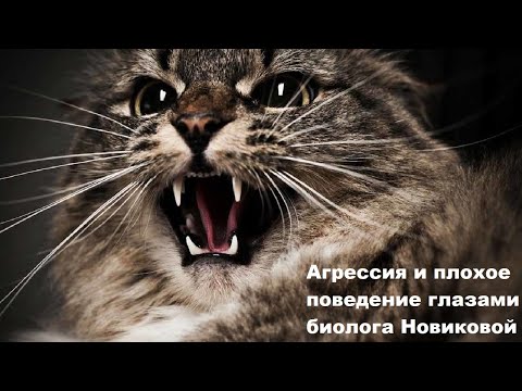Видео: Агрессия и плохое поведение глазами биолога Новиковой