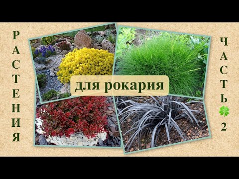 Видео: РАСТЕНИЯ ДЛЯ КАМЕНИСТЫХ САДОВ. ЧАСТЬ 2. Plants for rocky gardens.
