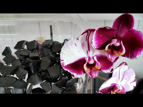 Видео: 105. Как ПЕРЕСАДИТЬ орхидею в ПОЛИСТИРОЛ из пищевых ЛОТКОВ? Обработка. Фаленопсис МУТАНТ Magic Art