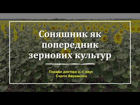 Видео: Подсолнечник как предшественник для зерновых культур