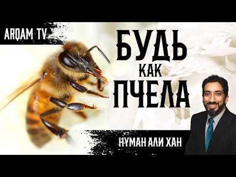 Видео: Будь как пчела! | Нуман Али Хан (rus sub)