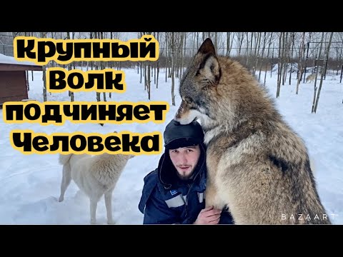 Видео: Волк подчиняет человека. Возглавляет иерархию в парке северных хищных зверей.