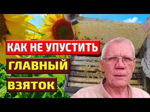 Видео: Главный взяток в июле Когда ставить магазины пчелам