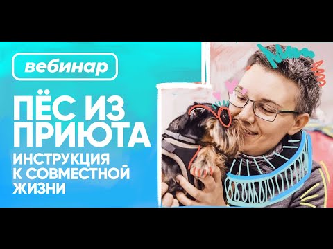 Видео: Бесплатный вебинар БО.big «Собака из приюта. Инструкция к совместной жизни» от Насти Бобковой