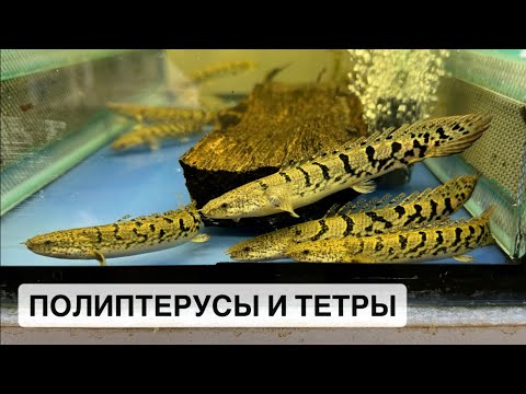 Видео: Птичий рынок 2024 / Полиптерусы и фантомы / Зеленые и красные неоны / Аквариумные рыбки