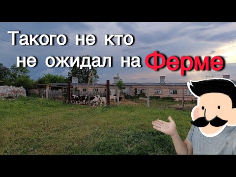 Видео: В хозяйстве непредвиденная  ситуация. Куда смотрели !!!Откорм быков. Первый сенокос. Бизнес на селе