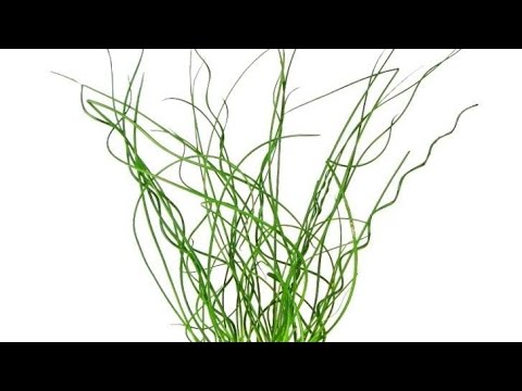 Видео: Джункус или Ситник на гидропонике