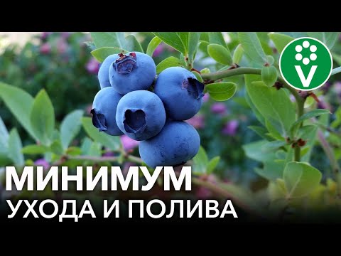 Видео: ЯГОД ГОЛУБИКИ БУДЕТ МНОГО ПРИ ТАКОЙ ПОСАДКЕ! Сажаем голубику высокорослую в траншеи