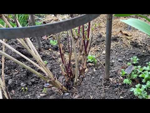 Видео: Клематисы . Весенний уход . Март