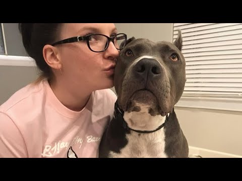 Видео: 180-фунтовый ПИТБУЛЬ Всю ночь все называли опасным защищенным ребенком – открытие в 3 часа ночи изме