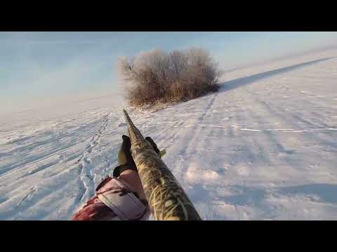 Видео: Охота на зайца в поле. ИР- 111S