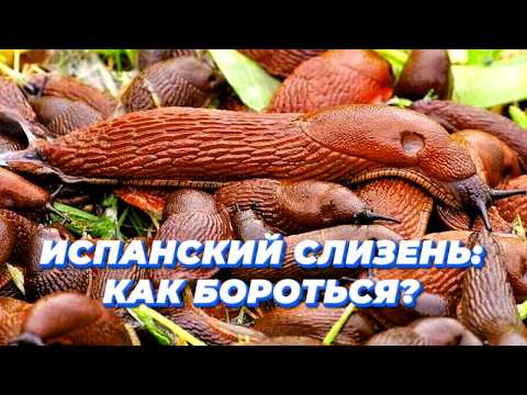 Видео: Самые зубастые на планете! 😱 Правда о слизнях и улитках, которую вы не знали!