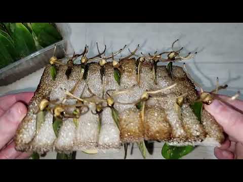 Видео: Результаты укоренения ЗАМИОКУЛЬКАСА, через 1,5 месяца, два вида посадки