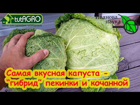 Видео: ЭТУ КАПУСТУ ЕДИМ ТОННАМИ! Самая вкусная капуста для салатов, голубцов и раннего квашения.