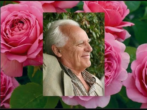 Видео: Что в имени твоем?! часть 8. Розы Остина Boscobel. Роза  истории короля Карла II