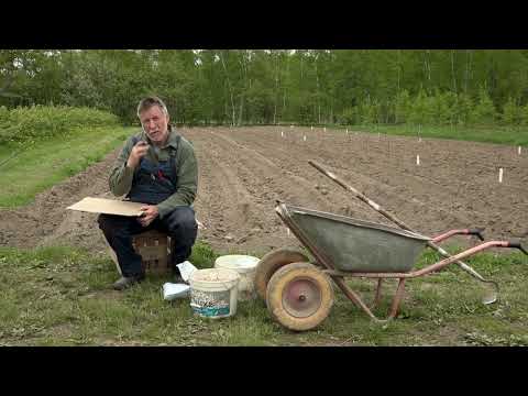 Видео: Зеленый сад фильм № 372 "КАРТОФЕЛЬ. ОГУРЦЫ." 28.05.22г. Хабаровск (zeleniisad.ru)