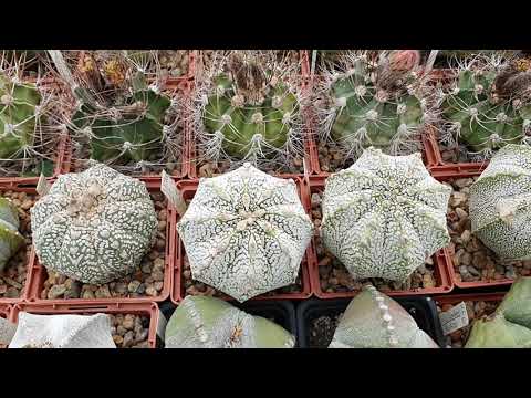Видео: Astrophytum. Коллекция астрофитумов Игоря и Елены Сытник 2021