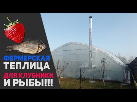 Видео: Фермерская теплица для клубники, и РЫБЫ!!!!🐟