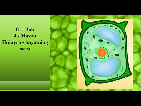 Видео: O'simlik hujayrasining tuzilishi 6-Biologiya 4-Mavzu / Усимлик хужайрасининг тузилиши