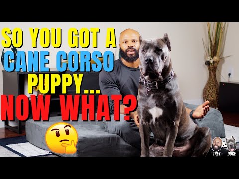 Видео: Итак, у вас появился щенок кане-корсо... Что дальше?