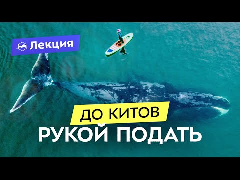 Видео: Увидеть китов: мечта ближе, чем кажется. Путешествие к Шантарским островам