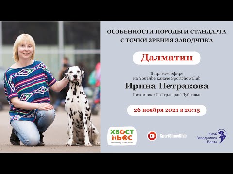 Видео: Далматин / Ирина Петракова. Питомник "Из Терлецкой Дубравы"