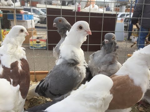 Видео: Осенняя съездная ярмарка голубей на Птичьем рынке 26-27 октября 2019 года г.Москва