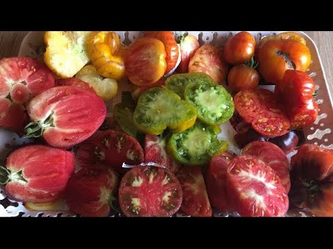 Видео: Экзотические коллекционные томаты. Обзор куста , томаты в разрезе и дегустация.