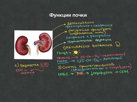 Видео: Функции почки