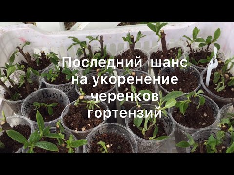 Видео: ПОСЛЕДНИЙ ШАНС ДЛЯ МОИХ ЧЕРЕНКОВ МЕТЕЛЬЧАТЫХ ГОРТЕНЗИЙ