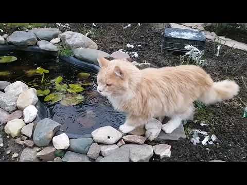 Видео: Поздняя обрезка роз. Идёт снег..- новости октября.