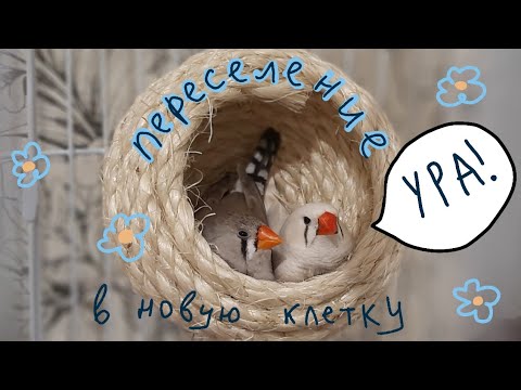 Видео: НОВАЯ КЛЕТКА для зебровых амадин! Переселение,распаковка,обзор,реакция птиц на новый дом! #клетка