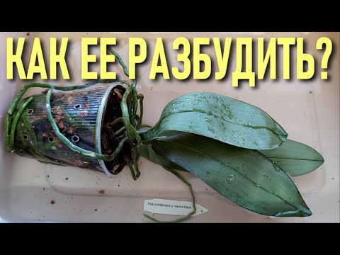 Видео: КАК РАЗБУДИТЬ СПЯЩУЮ КРАСАВИЦУ?! ОРХИДЕЯ С ВЯЛЫМИ ЛИСТЬЯМИ БЕЗ ТУРГОРА! ВОССТАНОВИТЬ ТУРГОР ЛИСТЬЕВ!