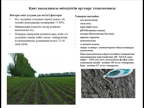 Видео: Қант қызылшасы өнімділігін арттыру технологиясы