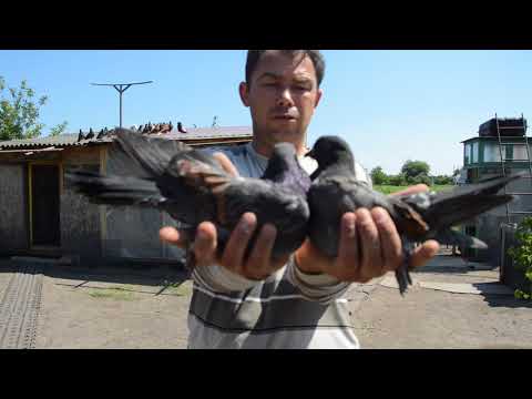 Видео: Кіровоградські голуби Муньки А.М. смт. Чорнобай 09.06.2018 р. тел. 0983263718