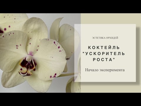 Видео: Новинки в меню орхидей