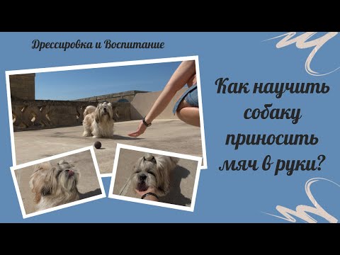 Видео: Собака бросает мяч на полпути. Дрессировка и воспитание ши тцу