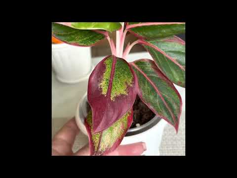 Видео: Обзор моих ароидных. Аглаонемы и Диффенбахии