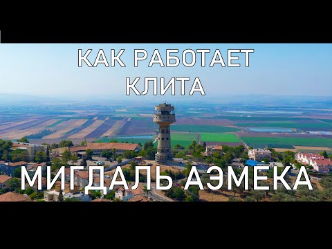 Видео: КАК КЛИТА МИГДАЛЬ АЭМЕКА ПОМОГАЕТ НОВЫМ РЕПАТРИАНТАМ