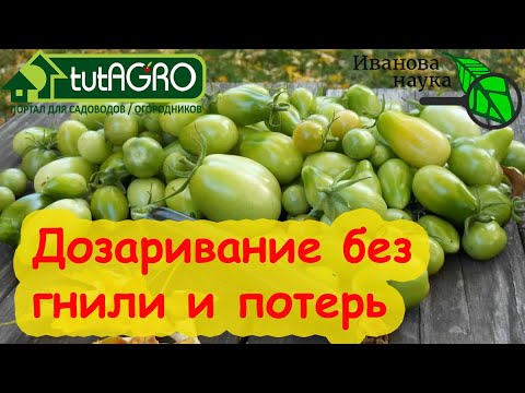 Видео: СОБРАЛИ ЗЕЛЕНЫЕ ТОМАТЫ и что дальше? Обработайте их таким способом и они быстро созреют без гнили.