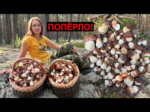 Видео: ШОК ОТ НАХОДОК! ВСЮ ЖИЗНЬ МЕЧТАЛ ПОПАСТЬ В ТАКОЙ СКАЗОЧНЫЙ ЛЕС БОРОВИКОВ!