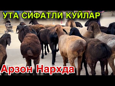 Видео: ТУХЛИ КУЙЛАР КЕЛДИ! НАРХЛАРИ АРЗОН СИФАТИ ЗУР! МАНА ЕНДИ ОЛИНГ!