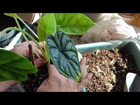 Видео: Посадка Alocasia Dragon Scale,  “шкура  дракона”