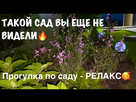 Видео: 🍀НЕВЕРОЯТНЫЕ КРАСКИ🔥| Обзор сада в разное время суток |Расслабляющая прогулка по саду