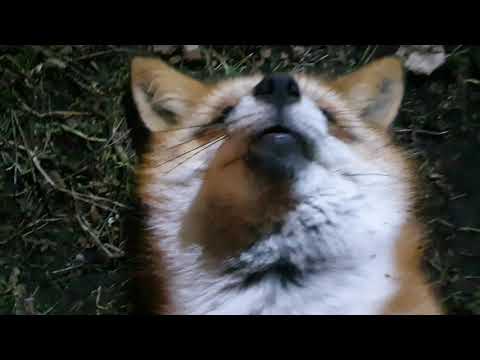 Видео: Алиса - лиса. Играть