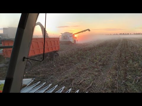 Видео: Подсолнечник 🌻🌻🌻(настройки комбайна,потери и прочее) 